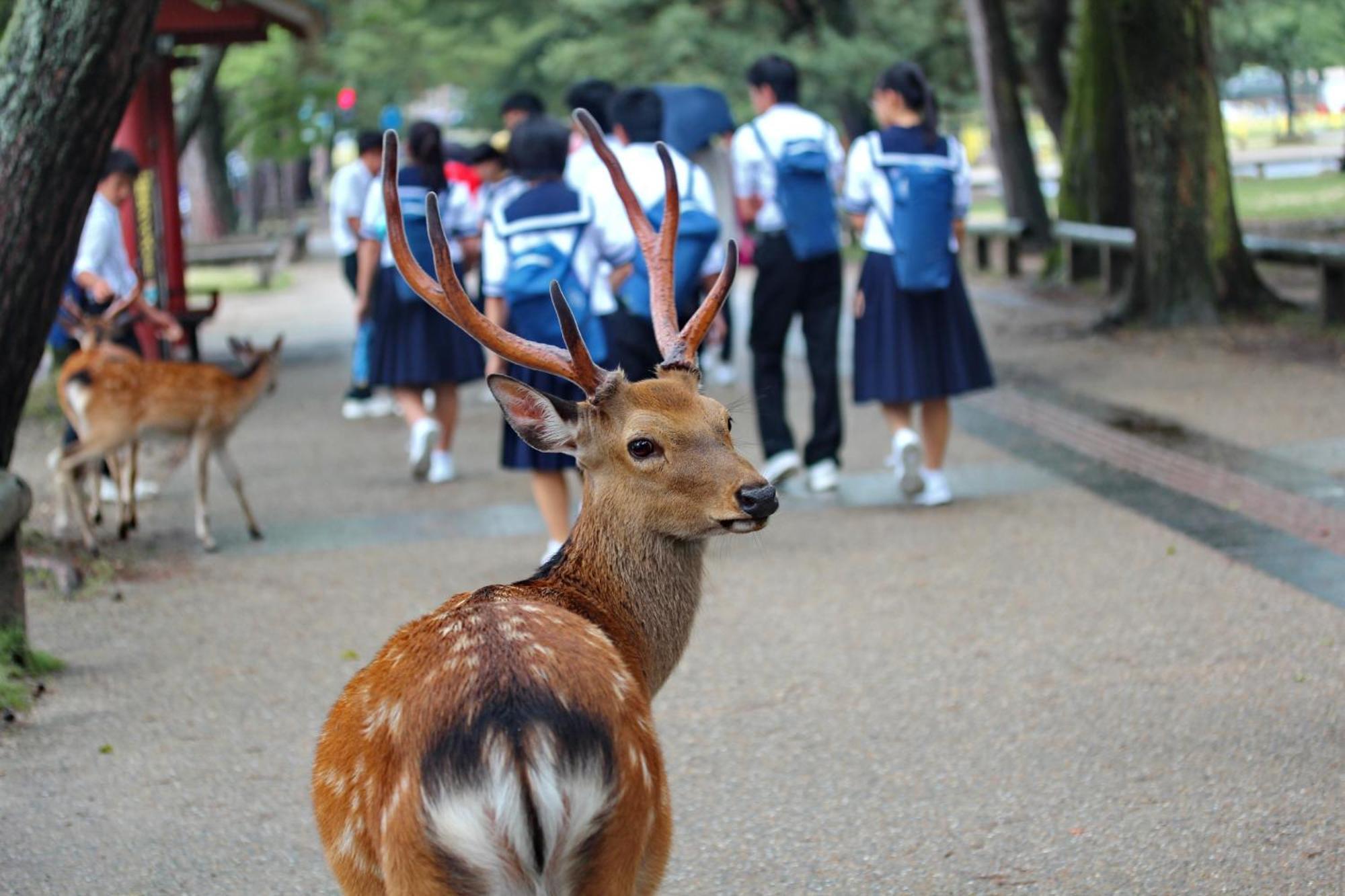 Comfy Stay Sarusawaike 奈良市 エクステリア 写真